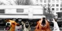 chien-caravane chien-caravane